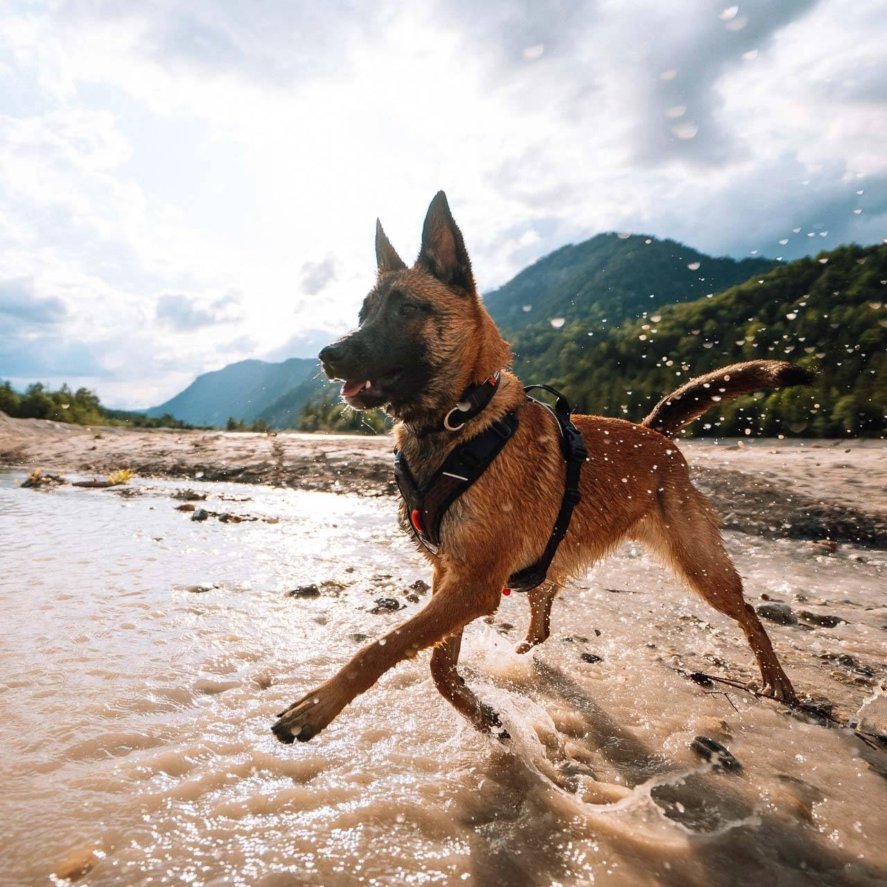 Non-Stop Dogwear Rock Harness Adjustable Dog Harness for Small Dogs with 3 Leash Clips, Handle and Reflective, Black/Orange, Size S image number 6
