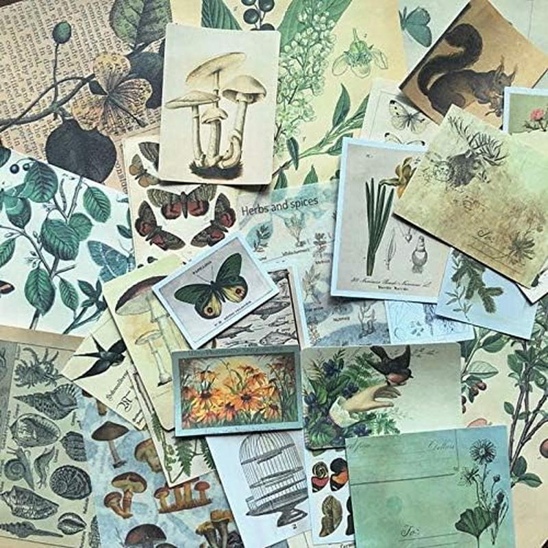 Vintage Aesthetic Botany Creature Adhesive Washi Sticker Pack | Artsy Antique Plants Grass Floral Butterfly Paper Decals Supplies | Retro Trendy Memorial (Natural Arts Crafts Material Pack) - Fall image number 3
