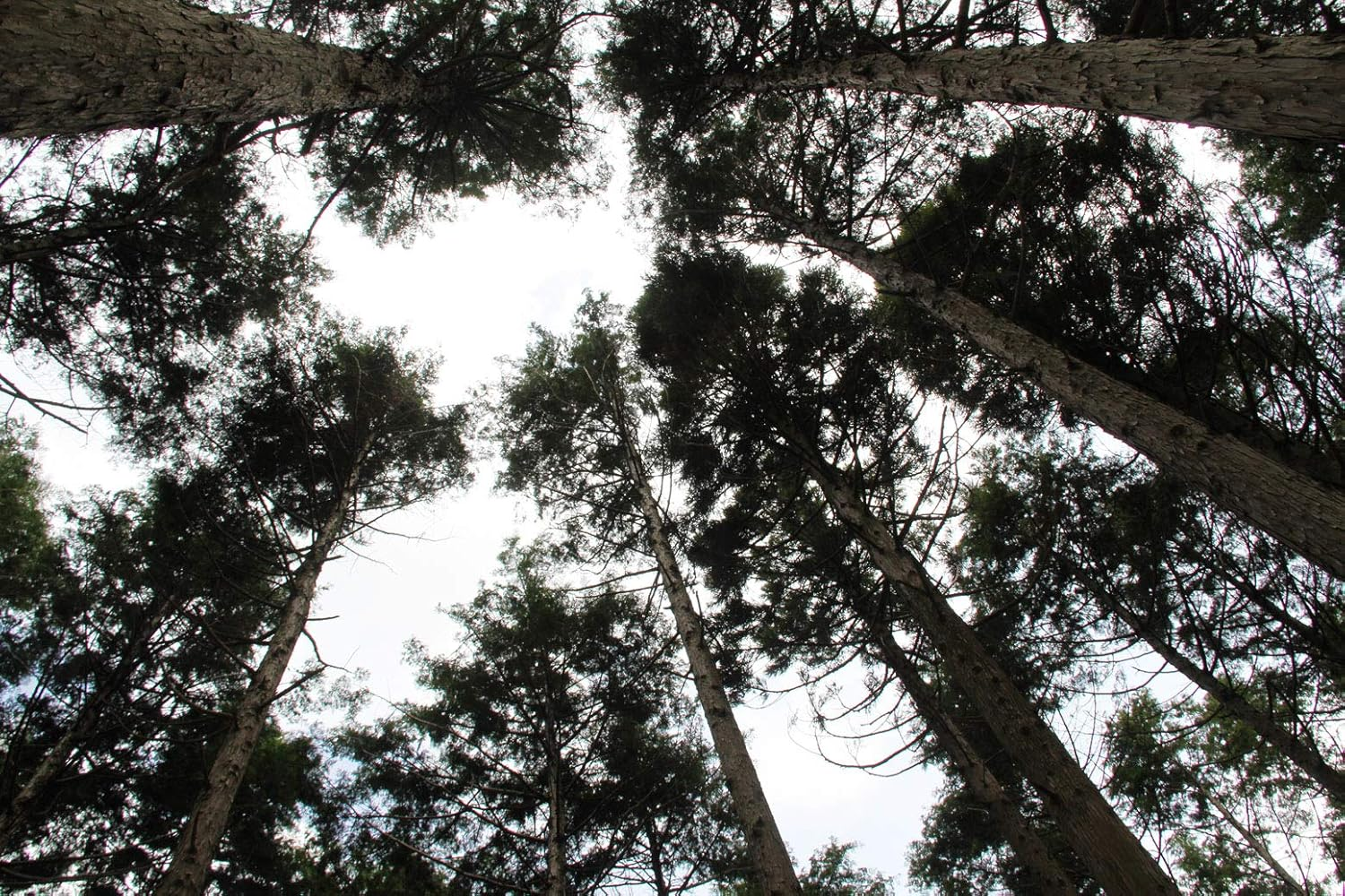 Nakano BC Kodachi Japanese Craft Gin 700 Ml image number 2