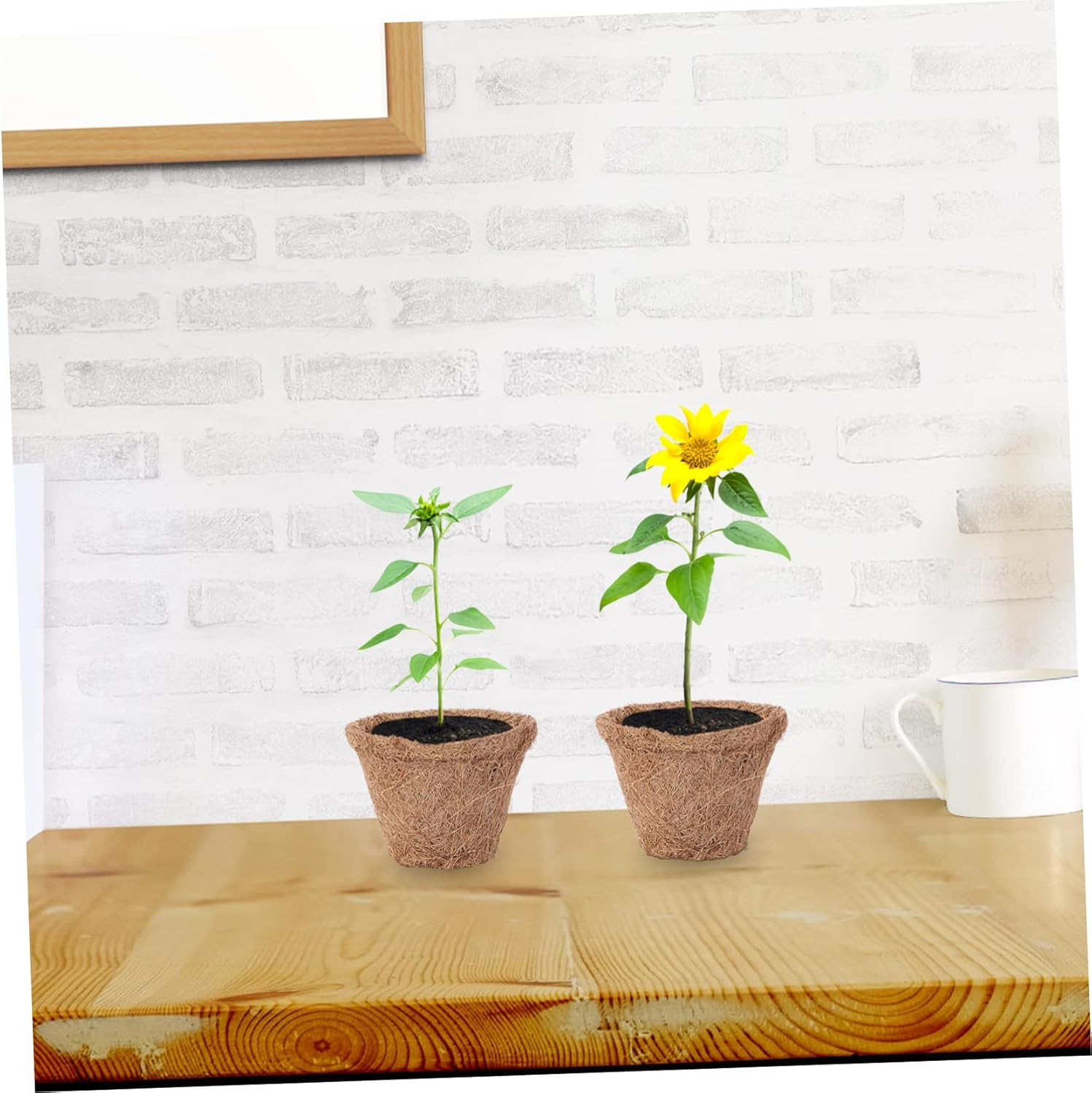 Sosoport 20Pcs Coconut Fiber Planter Decorative Flowerpot Plant Nursery Container for Indoor Outdoor Use for Gardening Supplies and Container Needs image number 4