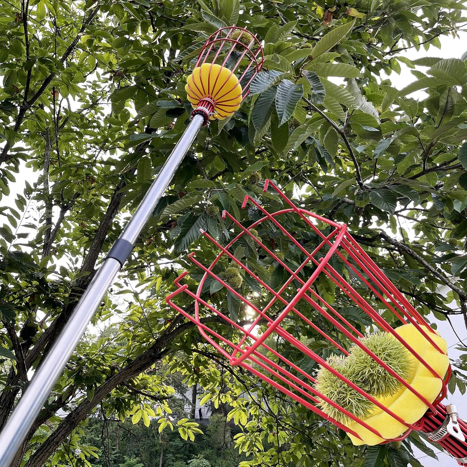 4.3M Fruit Picker, Apple Picker with Telescopic Handle, Fruit Picker Tool with Lightweight Stainless Steel Connecting Pole and Basket, Fruit Grabber Easy to Assemble, Tree Picker for Orange Lemon Etc image number 5