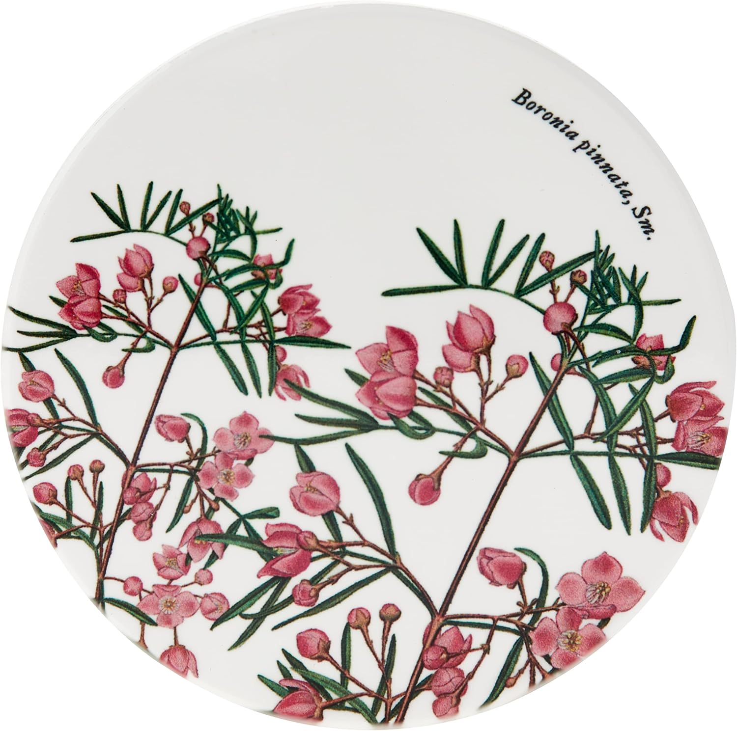 Maxwell & Williams Royal Botanic Gardens Australian Botanics Ceramic round Coaster 9.5Cm Boronia