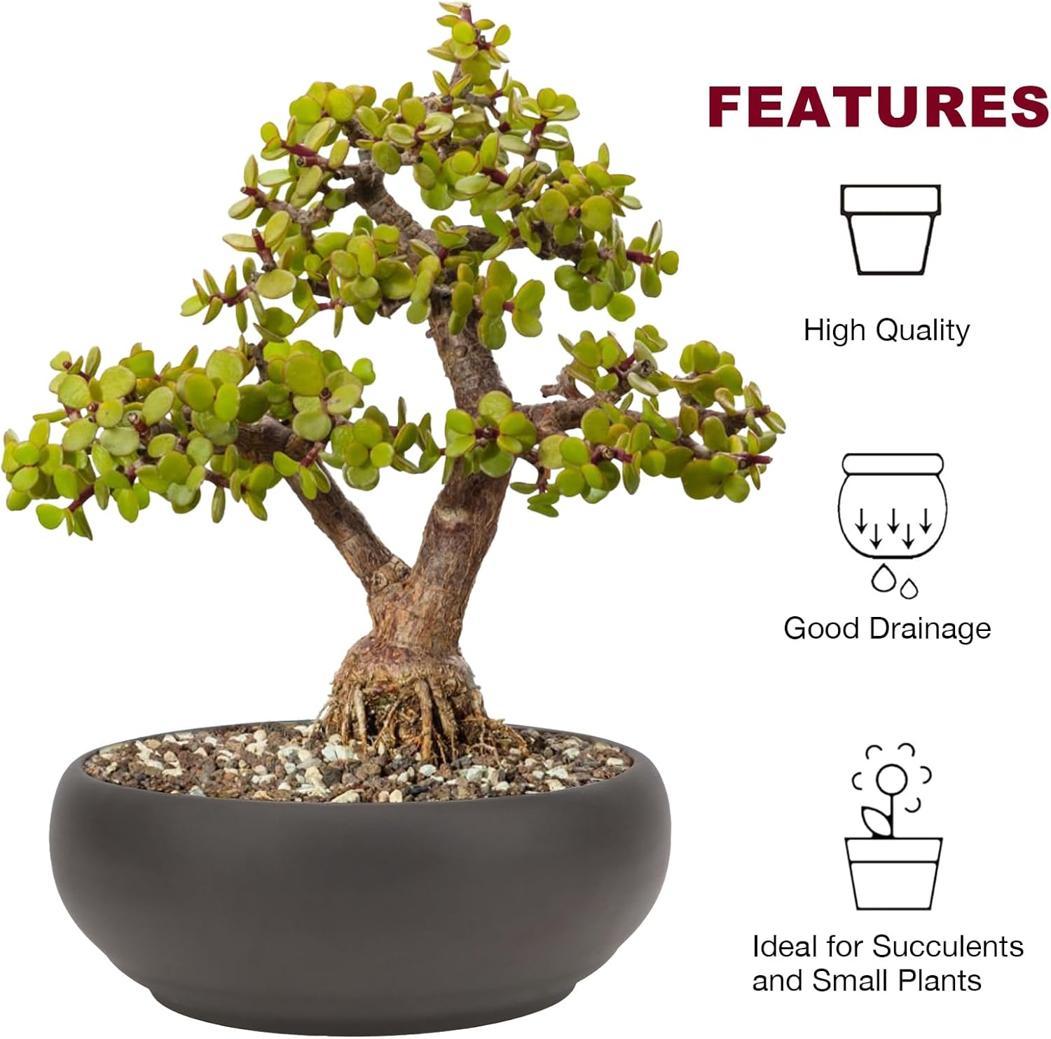 Happy Bonsai Pot 6" Unglazed round Ceramic Succulent Planter + Drainage Screen image number 5