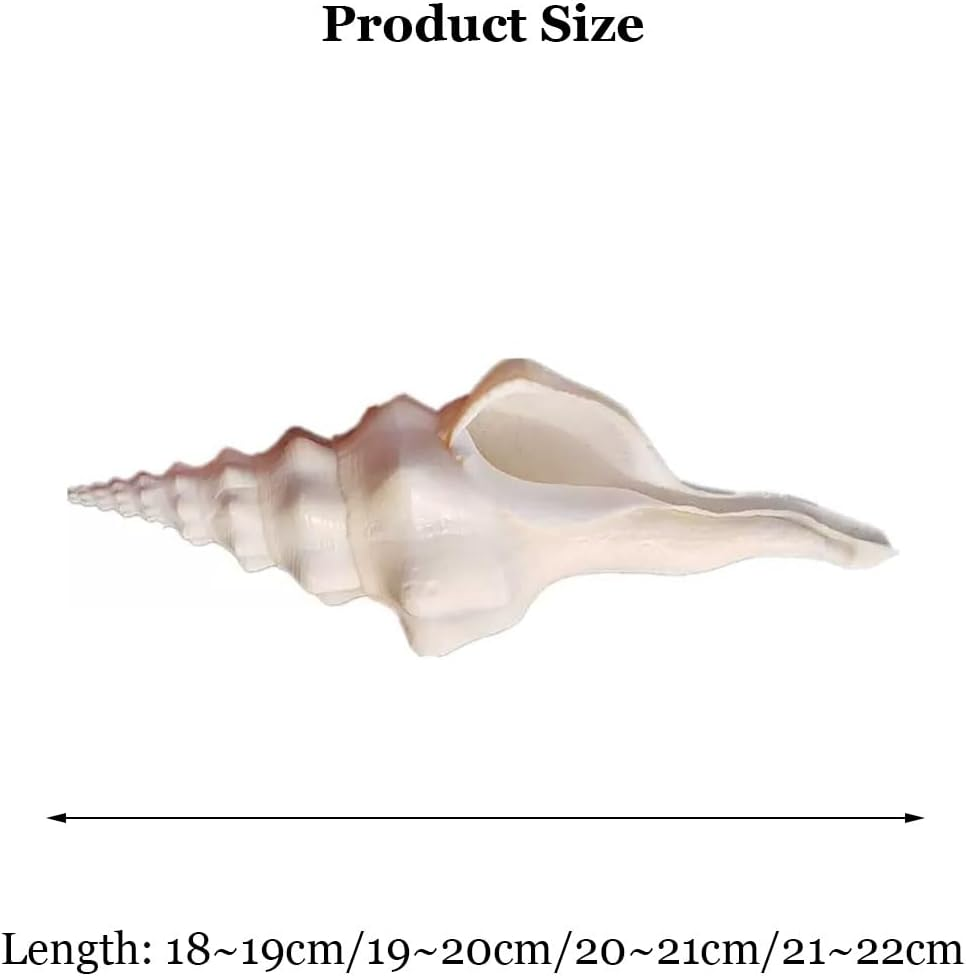 Shells,Conch Shell, Shells Natural Super Conch Landrace Spiral Snail for Decorations DIY Crafts Various(20~21Cm) image number 3