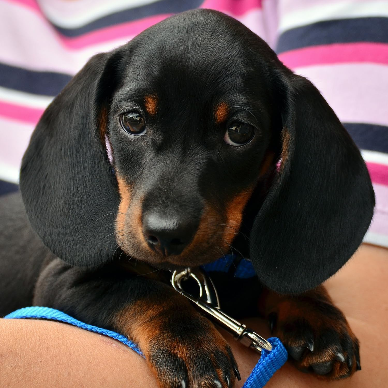 Coobigo Metal O-Ring Slide Buckle Rectangle Rings Swivel Snap Hooks D Ring Roller Buckles - 1 Inch image number 5