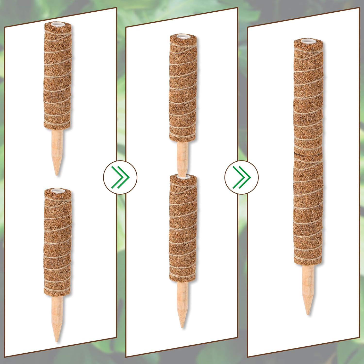 Augshy Moss Pole, Total Length 20 Inch Coir Totem Pole - 2Pcs 12 Inch Moss Pole, Coir Moss Stick for Monstera Climbing Indoor Creepers Plant Support Extension image number 6