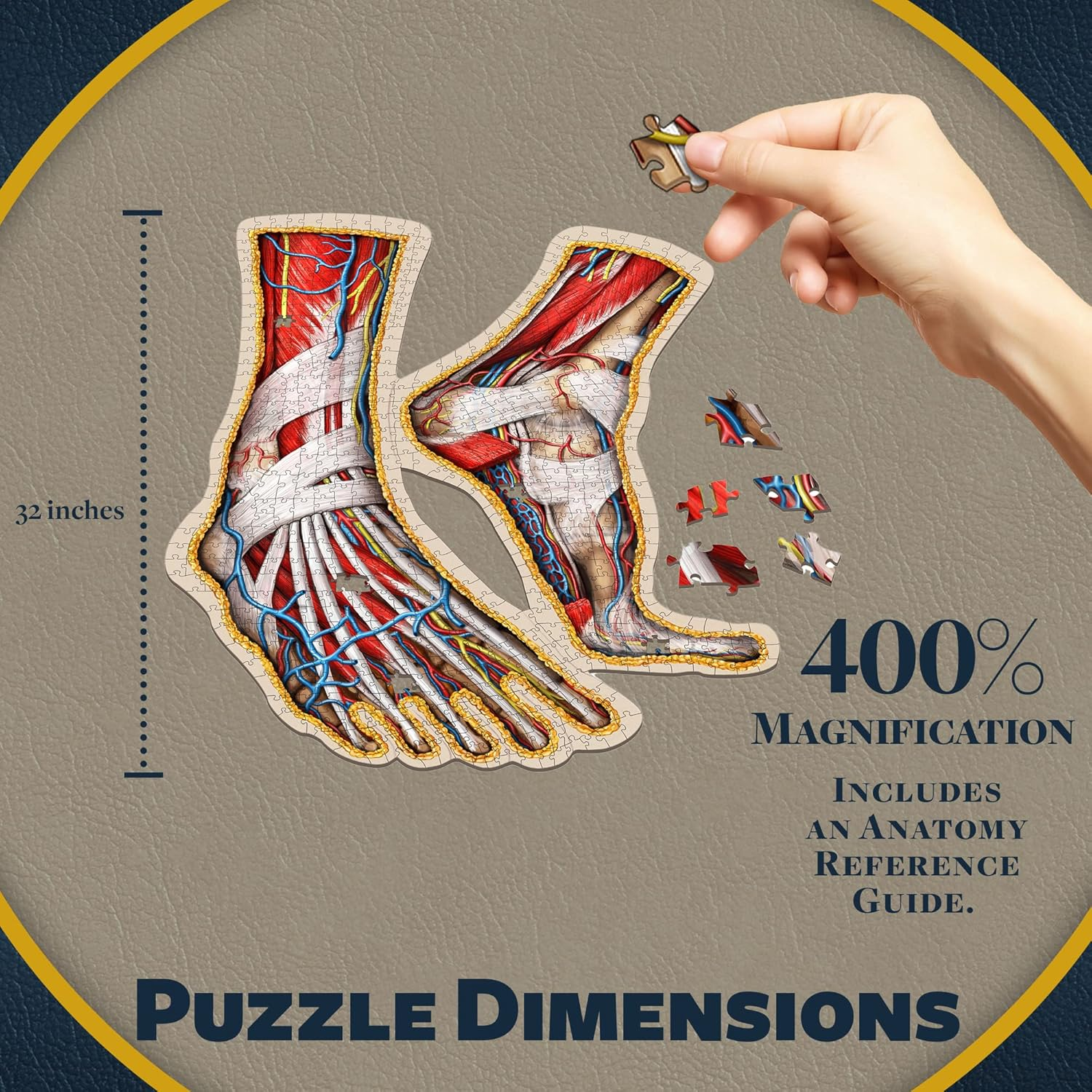 Human Feet Anatomical Floor Puzzle - Unique Adult Anatomy Jigsaw Puzzles - Medical Toy for Kids - Gifts for Doctors, Nurses, Teen - Educational Science Puzzles - Genius Games Dr. Livingston image number 4