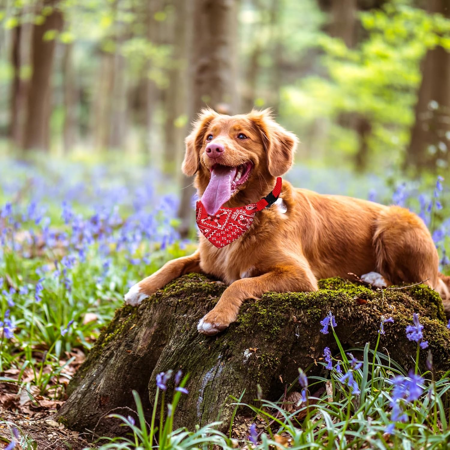 4 PCS M Dog Bandana Collar,Dog Neckerchief for Small Medium Large Dogs,Dog Scarf Washable and Adjustable 29-45CM Kerchief for Pets Dogs Puppy Accessories Triangle Towels Outdoor Daily Use image number 4