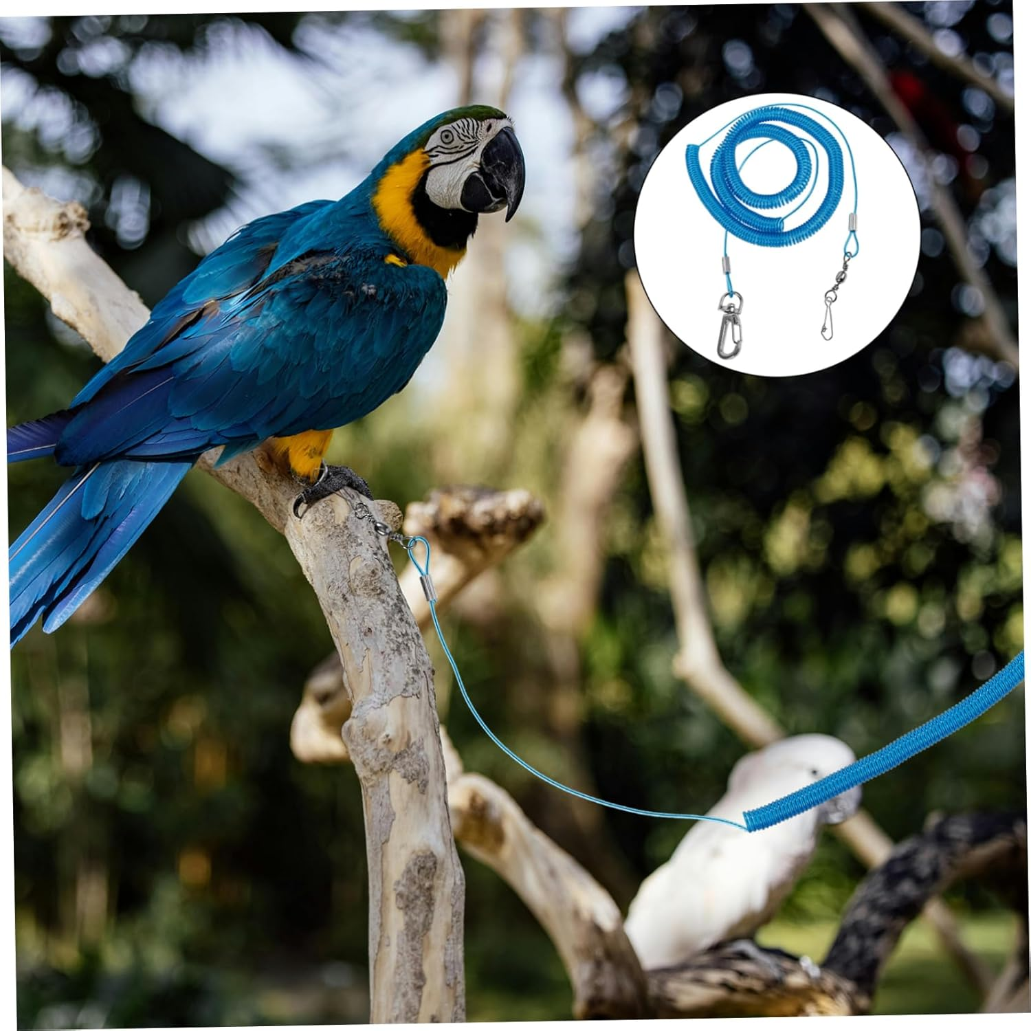 COMPUKAS 2Pcs Elastic Bird Parrot Training Leash with Foot Rings Outdoor PET Bird Harness for Flying and Training Sturdy Spring Steel Rope for Parrots image number 4