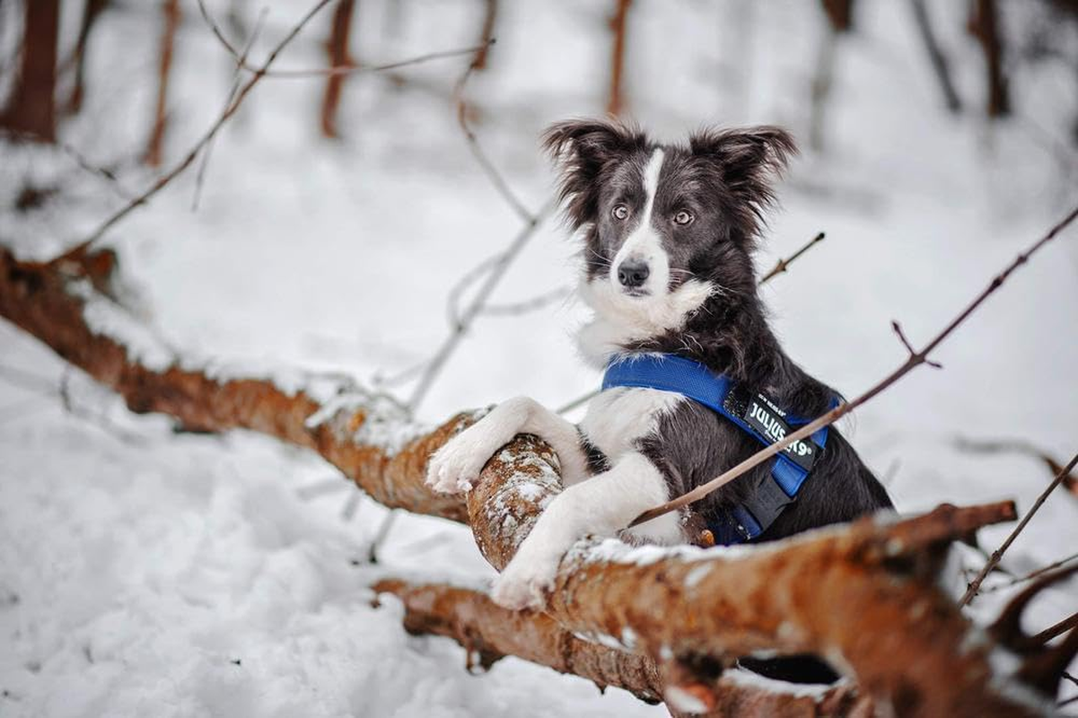 Julius-K9 IDC Color & Gray Belt Harness for Dogs, Size 1, Blue-Gray image number 4