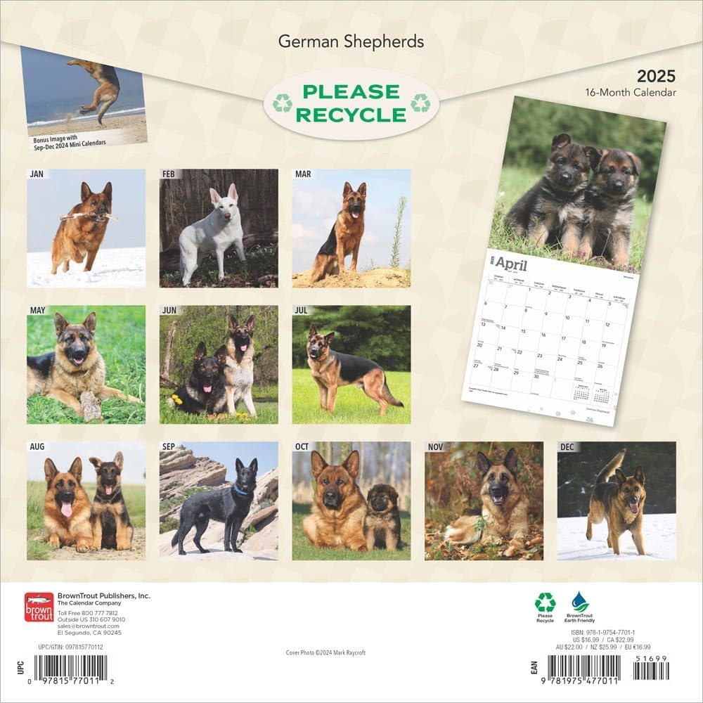 German Shepherds | 2025 12 X 24 Inch Monthly Square Wall Calendar | Plastic-Free | Browntrout | Animals Dog Breeds image number 6