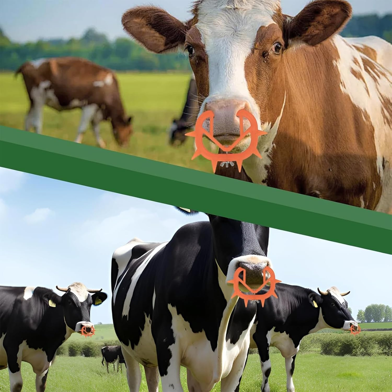 Nlvnmv 10 PCS Thickened Plastic Calf Weaning Rings, Durable Orange Cow Nose Rings for Livestock, Cattle Weaning Tool to Prevent Calf Sucking image number 2