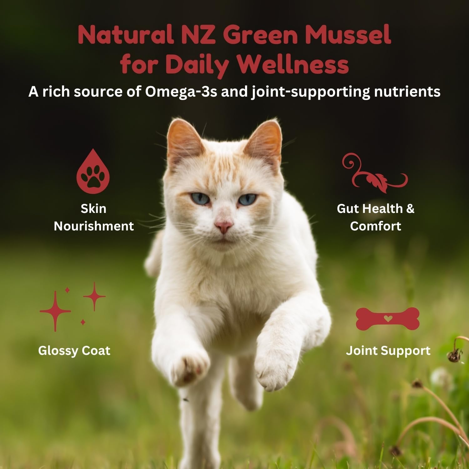 Kiwi Country Wet Cat Food, Grass-Fed Beef and NZ Green Mussel Formula, Grain-Free, Suitable for All Cat Breeds & All Life Stages Including Kittens, Pregnant and Nursing Females, 85G image number 4
