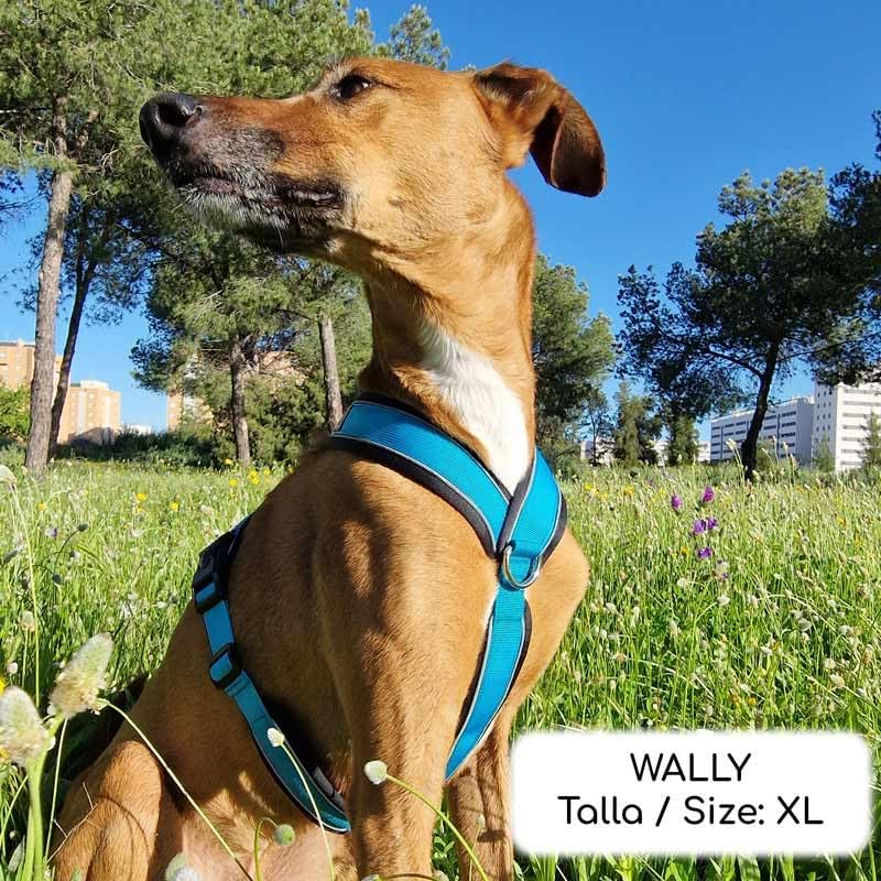 3 Point No Pull Harness, Ideal for Greyhound, Italian Greyhound, Whippet, Greyhound, Podenco - Safe, Breathable and Durable Walking, Training and Running - Anthracite, M