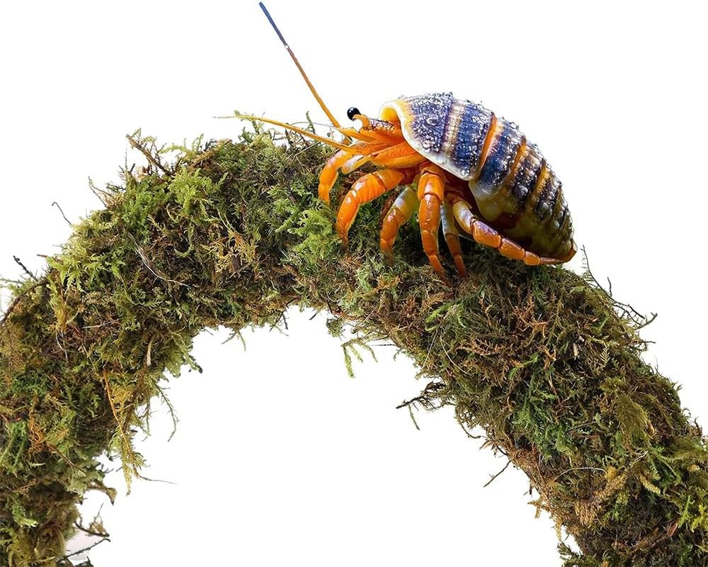 5Pcs Hermit Crab Accessories,Coconut Shell Hideout Hut Plants for Reptile Amphibians Supplies,Hermit Crab Climbing Toys image number 6