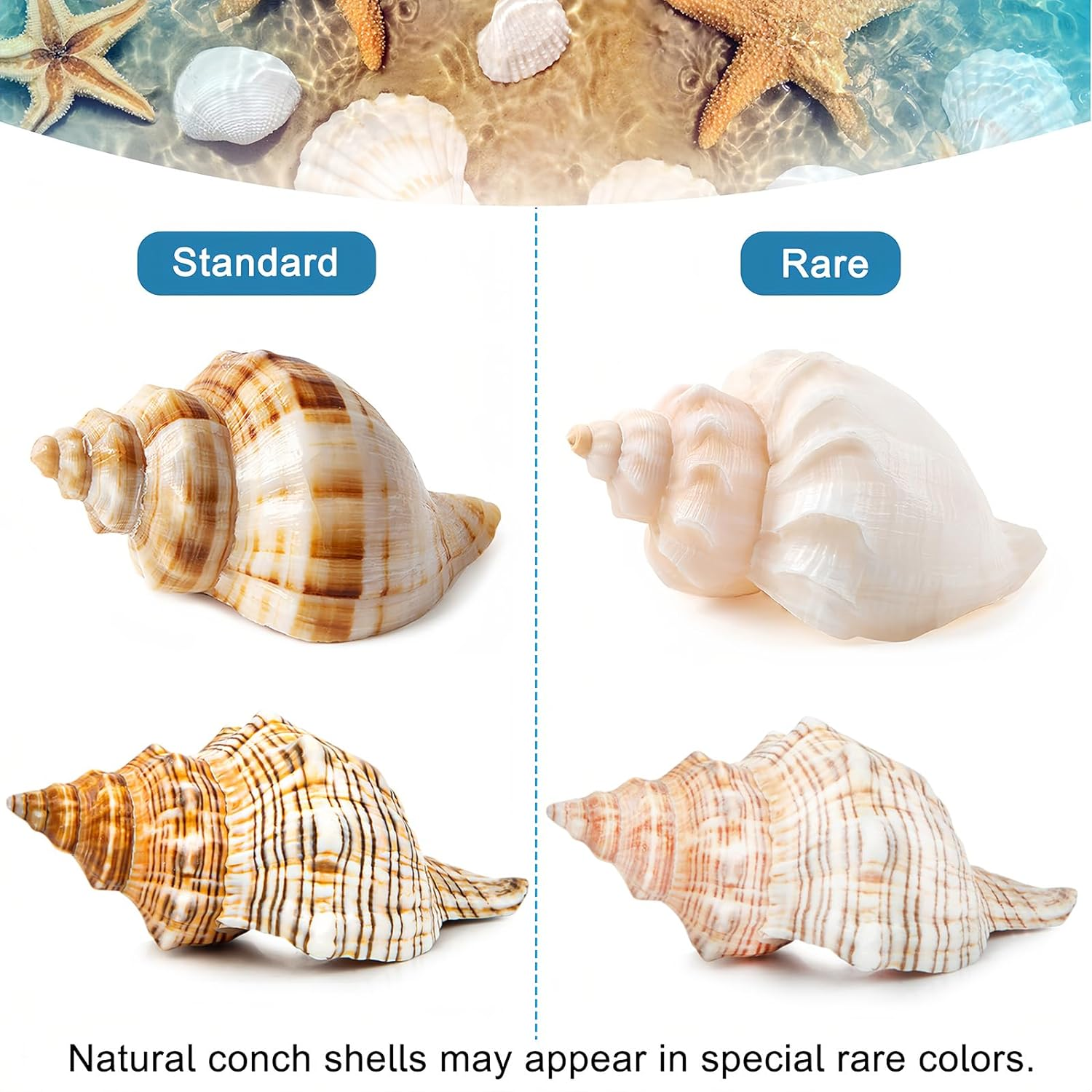 5PCS Extra Large Hermit Crab Shells | Natural Sea Conch Size 3" - 4.7", Opening Size 1.6" - 2.7" | Turbo Seashells for Hermit Crab Supplies and Beach Decoration Large Sea Shell image number 3