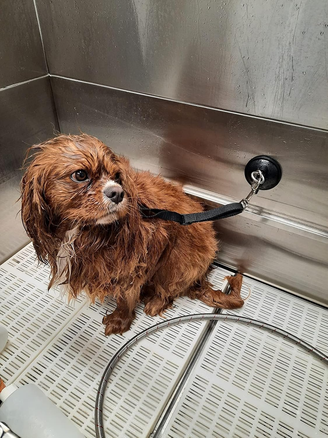 Powerful Suction Cup Hook Cleat for Pet Dog & Cat Bathtub, Shower & Bathing, Grooming Restraint Restraint Tether - No Leash image number 3