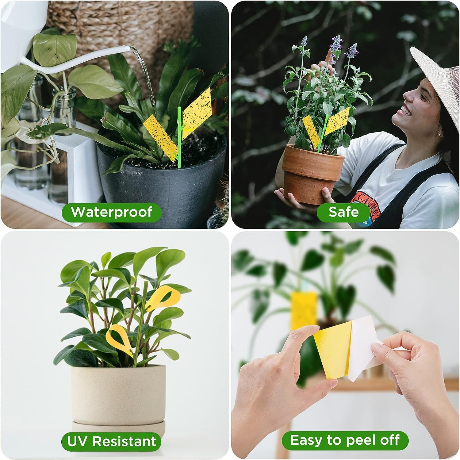 Sticky Traps 40Pcs Fruit Fly Sticky Traps and Fungus Gnat Traps for Plants, Flying Insect Trap Sticky Sticks, Yellow Sticky Insect Traps Disposable Glue Traps for White Flies, Mosquitos, Fungus Gnats image number 6