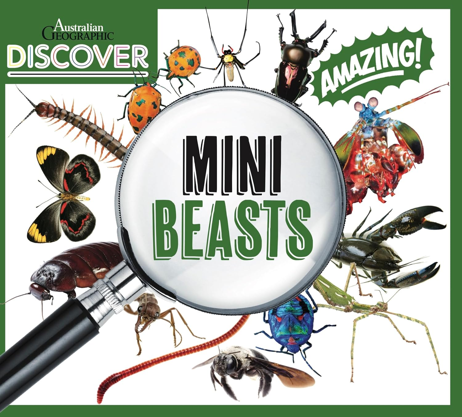 AG Discover: Minibeasts image number 5