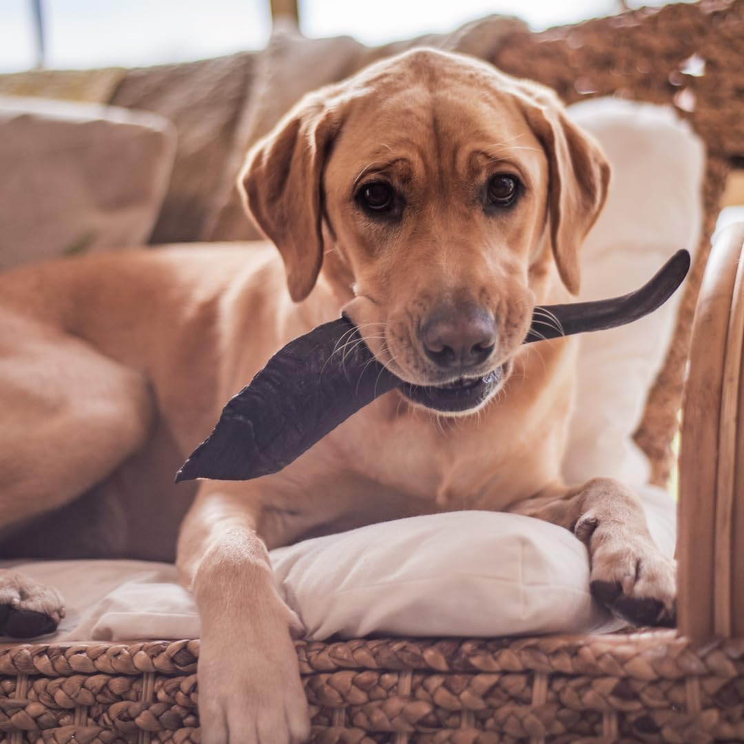 WAG Goat Horn Dog Treat, 4 Pack, Small