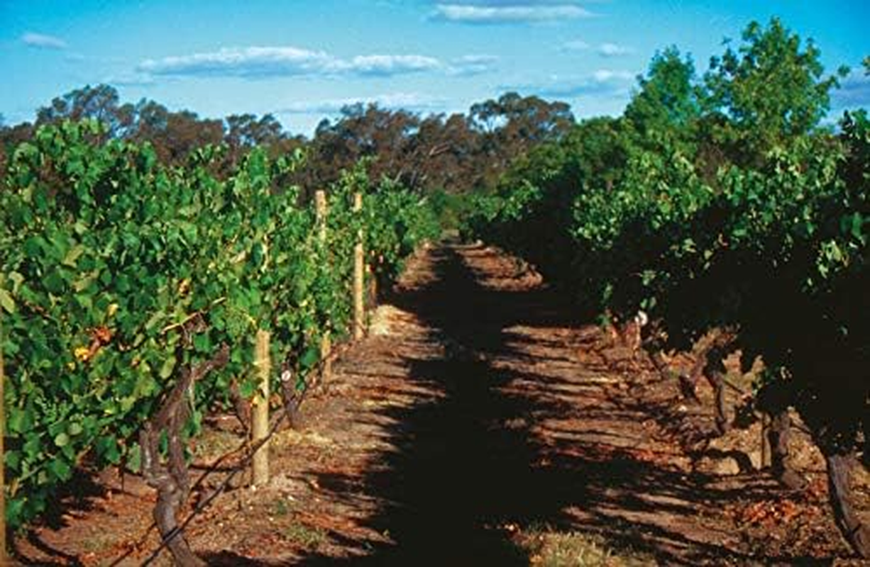 Seppelt the Great Entertainer Prosecco Sparkling Wine Non-Vintage, 750 Ml (Pack of 6) image number 4