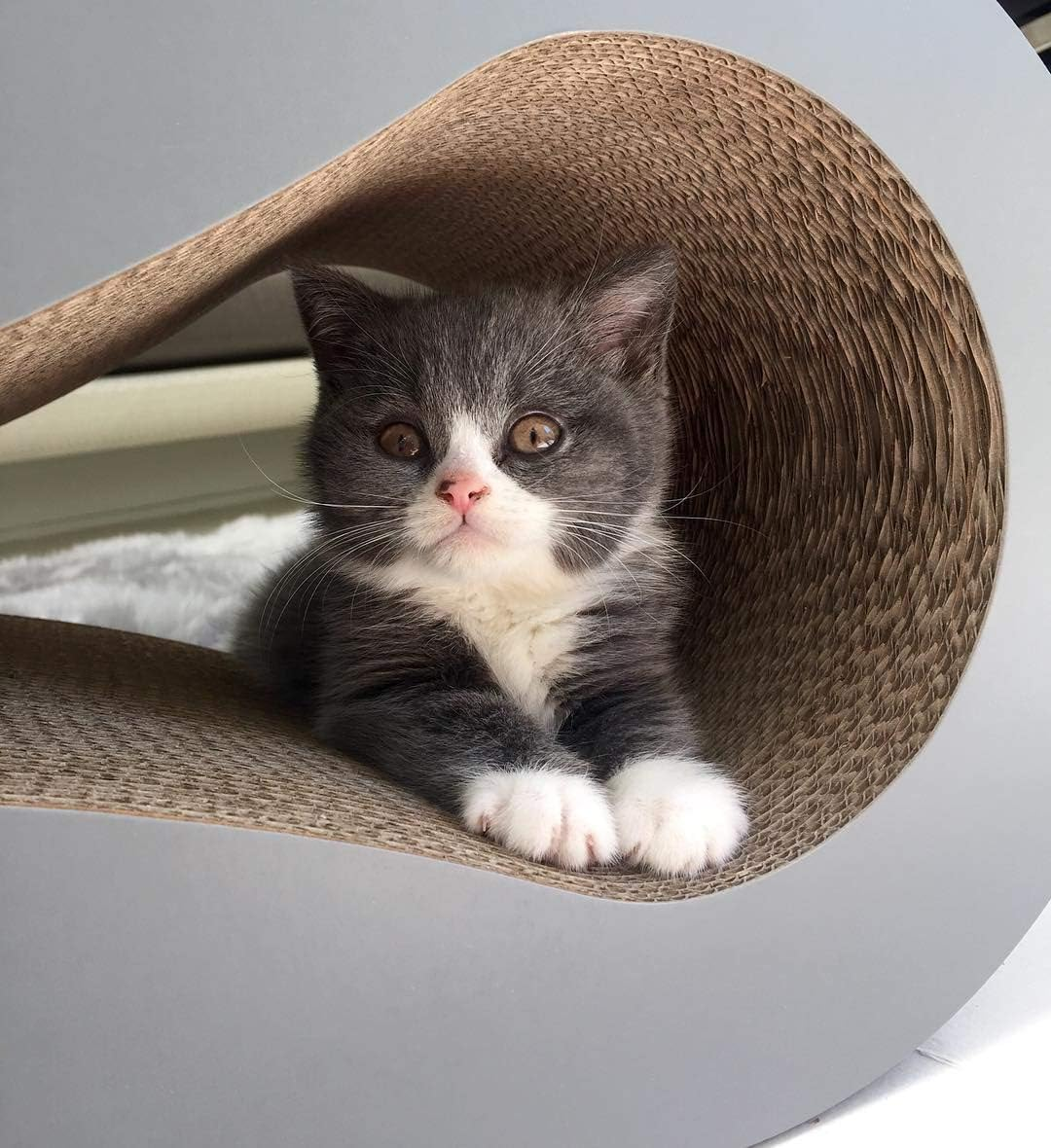 Petfusion Ultimate Cat Scratcher Lounge, Reversible Infinity Scratcher in Multiple Colors. Made from Recycled Corrugated Cardboard, Durable & Long Lasting. - Walnut Brown image number 5