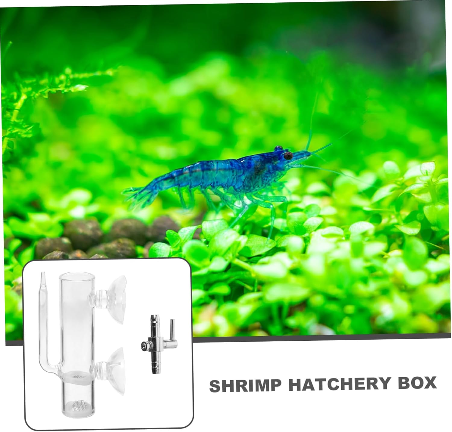 UPKOCH Glass Shrimp Hatchery Breeding Box with Airflow Filter, Aquarium Isolation Case for Brine Shrimp Eggs and Fish Fry Nursery, Glass Breeder Tank for Aquatic Pets image number 3
