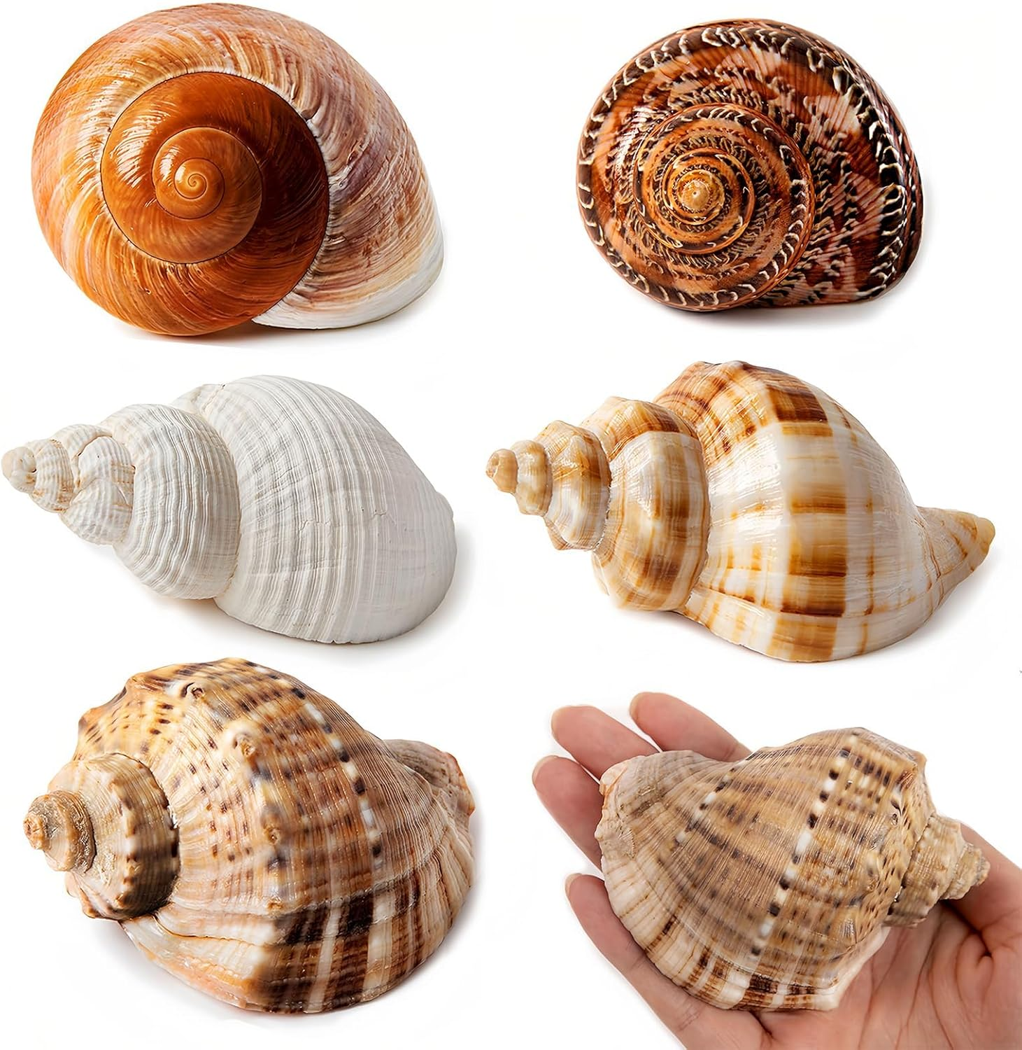5PCS Large Hermit Crab Shells | Natural Sea Conch Size 2.8" - 3.9", Opening Size 1.5" - 2.5" | Turbo Seashells for Hermit Crab Supplies and Beach Decoration Large Sea Shell image number 4