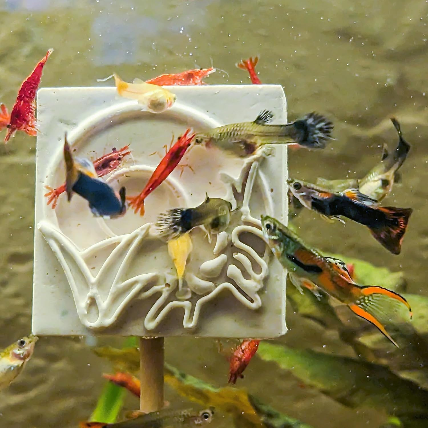 Forest Aquatics Holiday Feeding Block, 30G image number 5