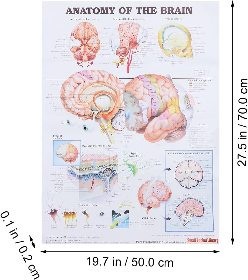 Healvian Anatomical Poster of Human Brain Anatomy Chart Educational Medical Poster for Laboratories Schools and Classrooms High-Grade Material for Long-Lasting Use image number 3