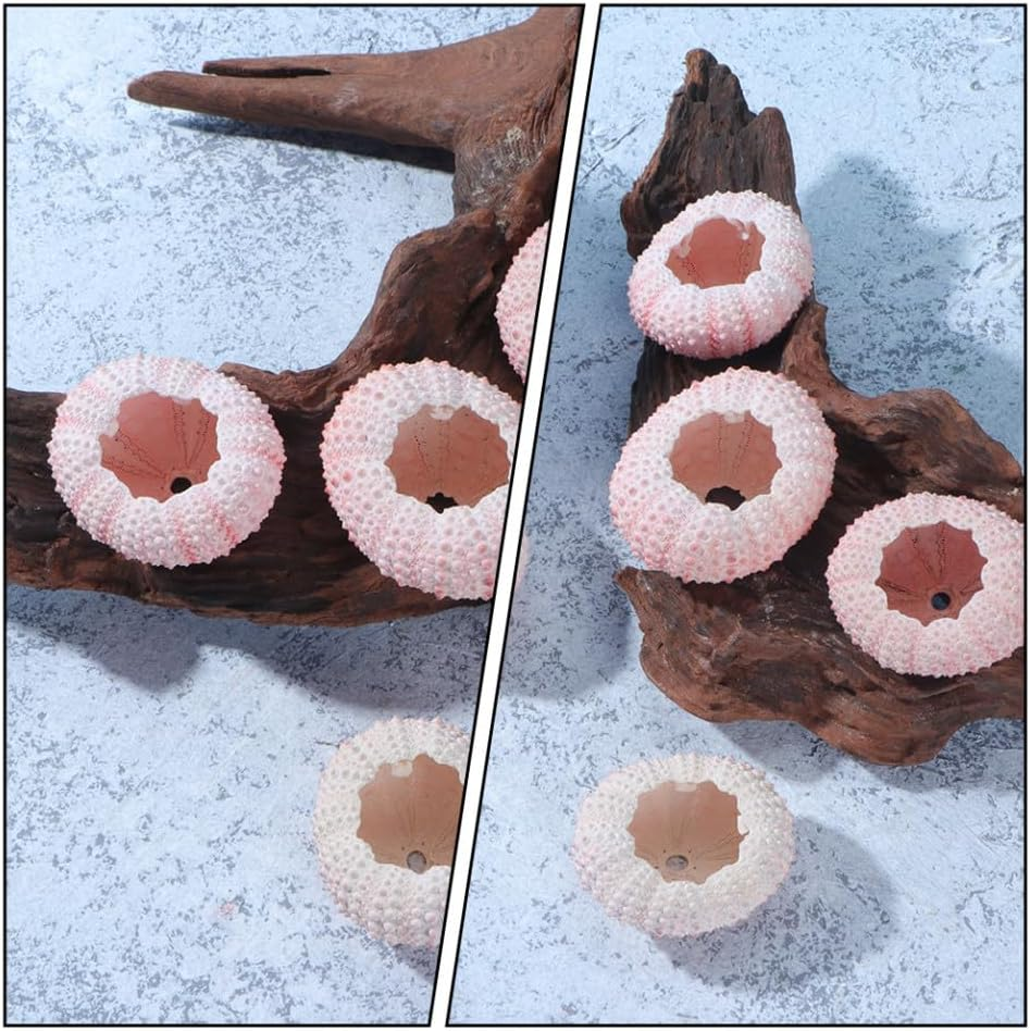 Cabilock 10Pcs Natural Sea Urchin Shell Air Plant Urchin Holder Miniature Gardening Decorations for Boys and Girls Party Supplies image number 6