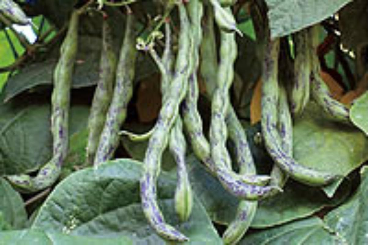 Bean Rattlesnake Climbing 20 Seeds