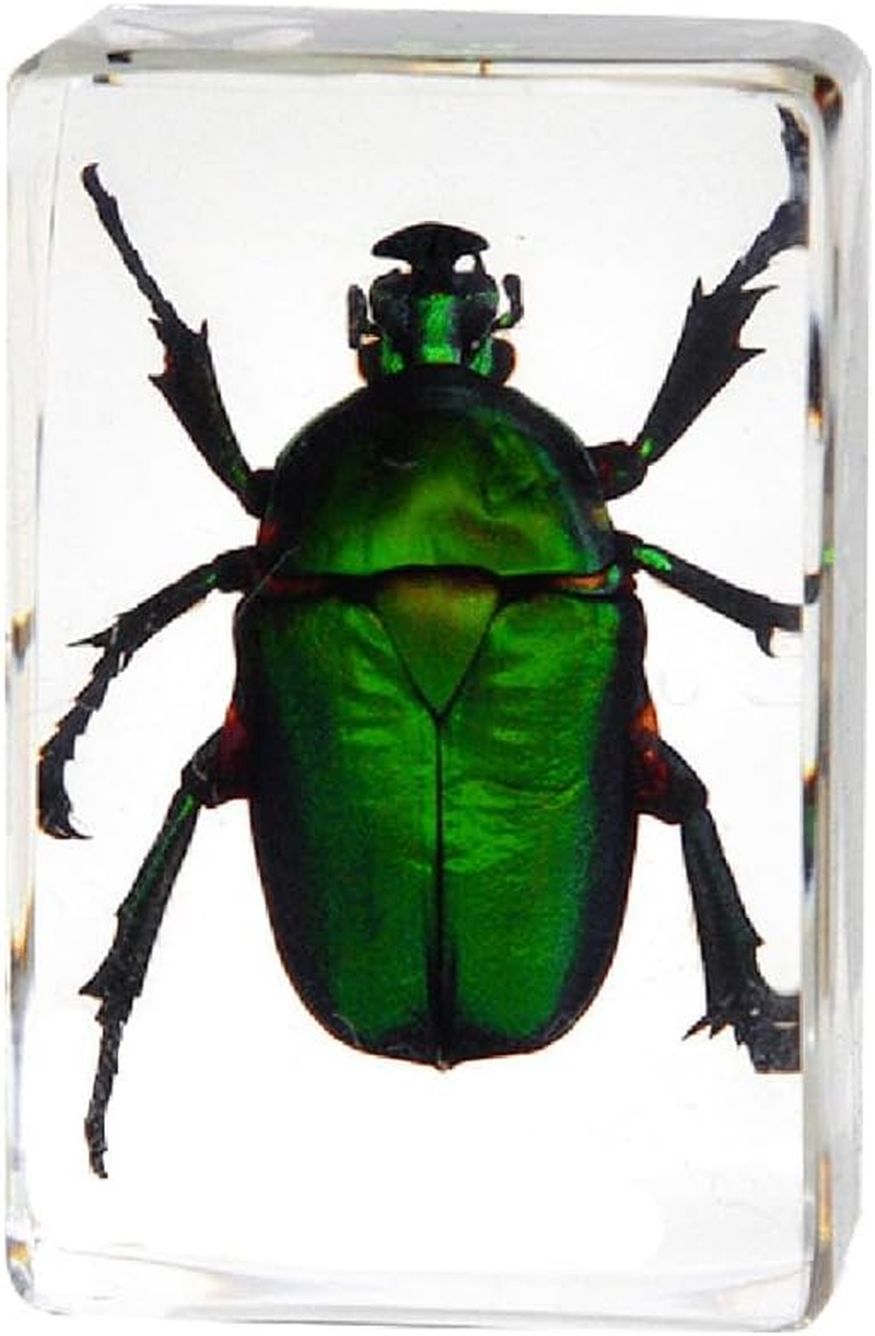 4Pcs Insect in Resin Specimen, Bug Preserved Specimen Collection Paperweights Resin Insects Various Insect Specimen for Office Office School Biology Science Teacher Education (Insect) image number 6