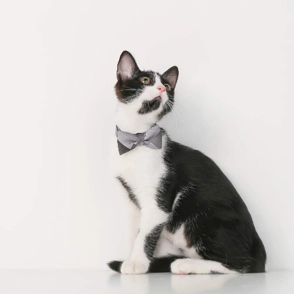 Pidan A5 Cat Bow Tie Collar, image number 4