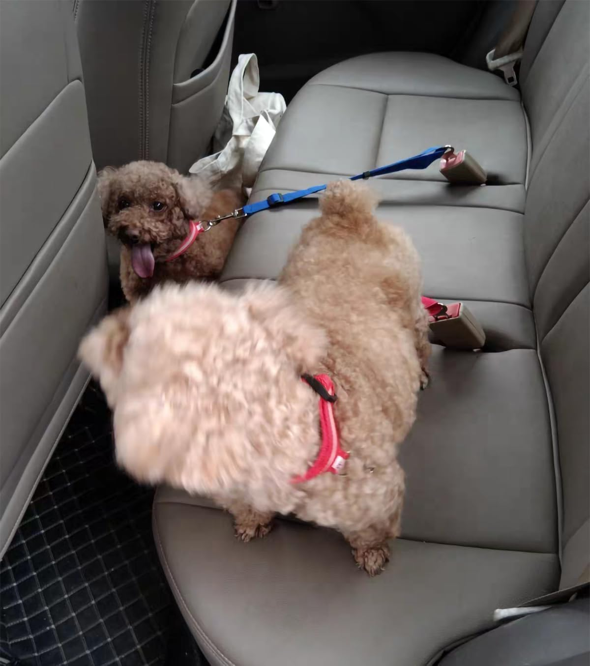 Dog Seat Belt 2 Pack,Adjustable Dog Car Harness for Driving Safety，For Prevent Dogs from Jumping Out of Windows Car Restraint Pet Accessories for Dogs (Purple, 70 * 2.5CM) image number 1