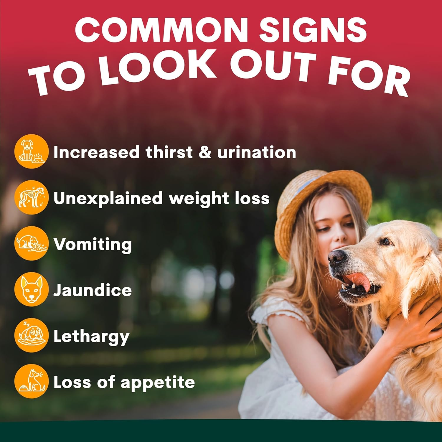 Petz Park Liver Support for Dogs - Dog Supplements Made in Australia - Milk Thistle Supplement for Dogs, Liver Detox - 90 Scoops image number 5