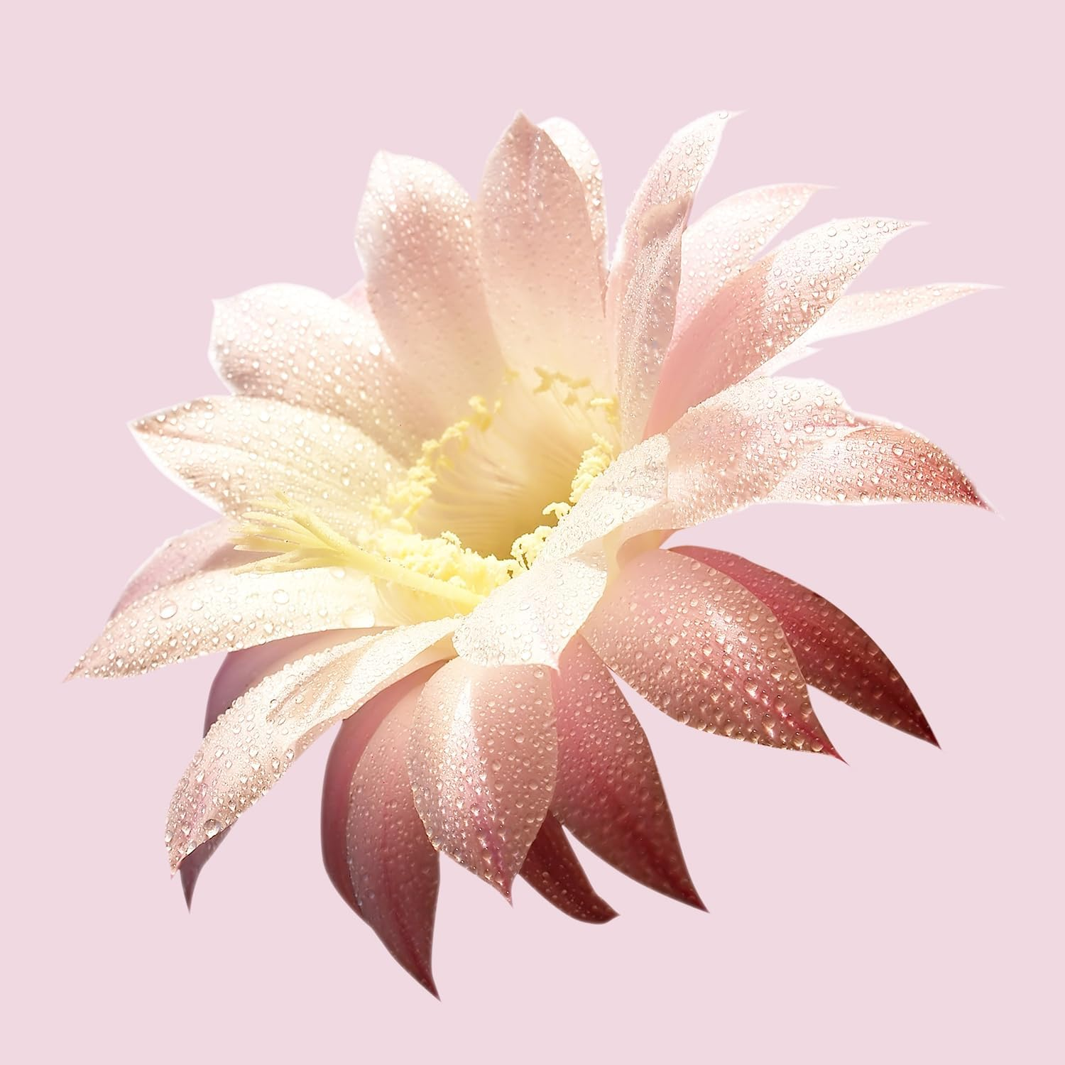 Hugo Boss Ma Vie Eau De Parfum 50Ml image number 3