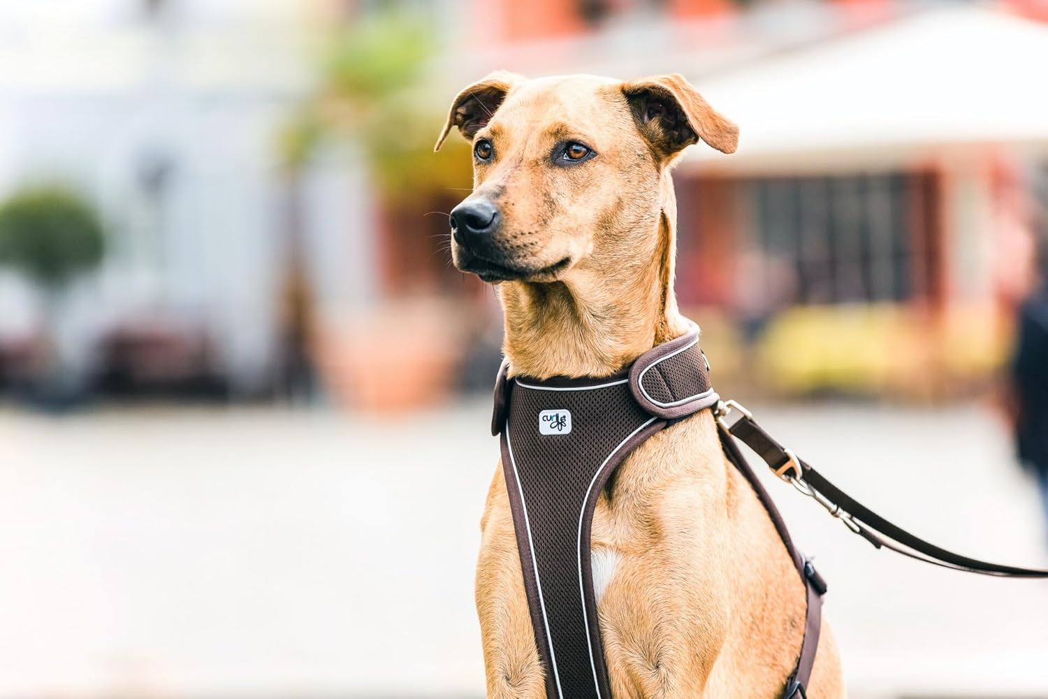 Curli Belka Harness Red image number 6