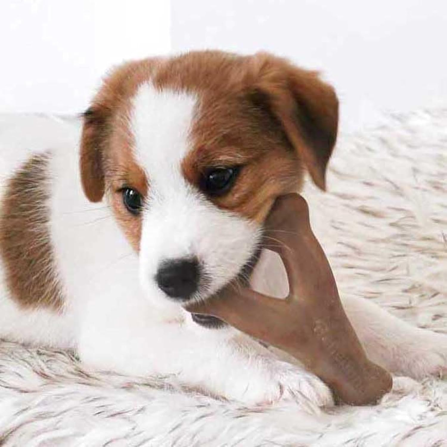 Benebone Durable Puppy Chew Toy Box for Aggressive Chewers with Wishbone, Fishbone, Stick & Zaggler image number 2