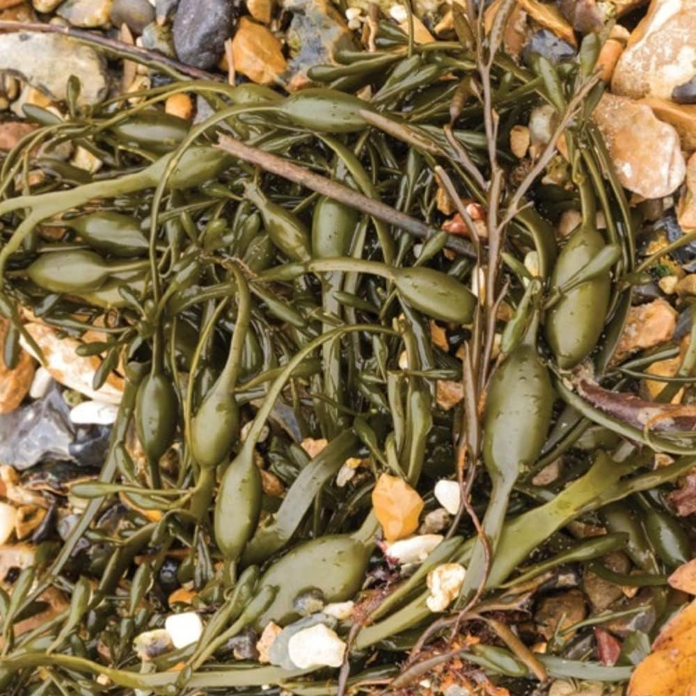 Simply Seaweed Organic Ascophyllum Nodosum 200G image number 3