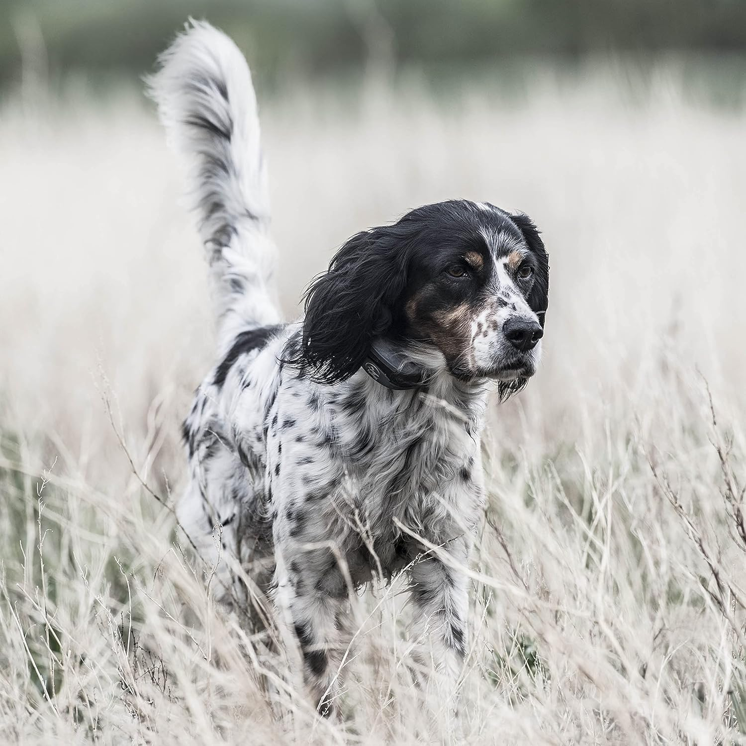 Sportdog Sporttrainer 1825X Remote Trainer image number 1