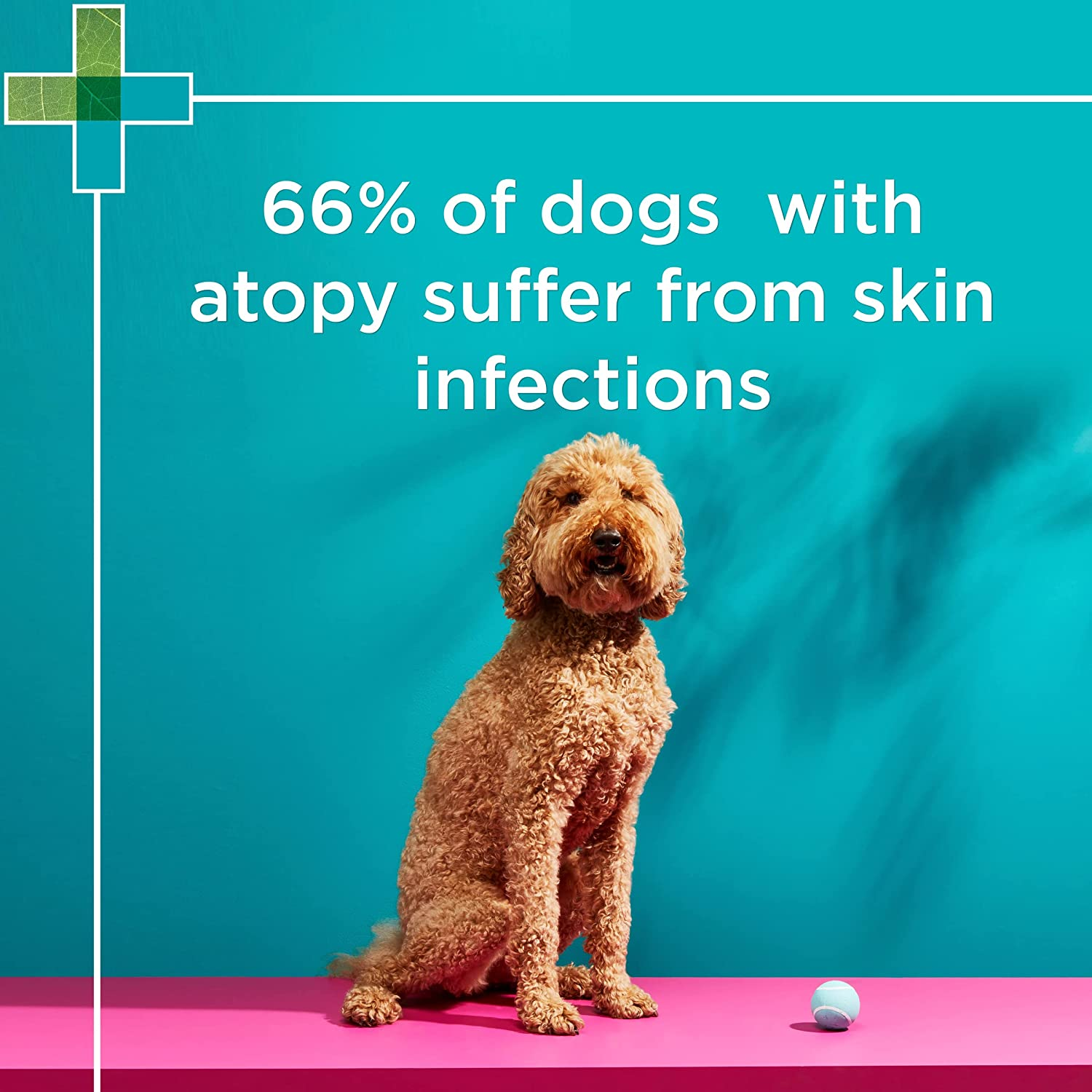 PAW by Blackmores Mediderm&reg; Gentle Medicated Shampoo for Dogs | Promotes Healthy Skin Conditions |200Ml image number 5