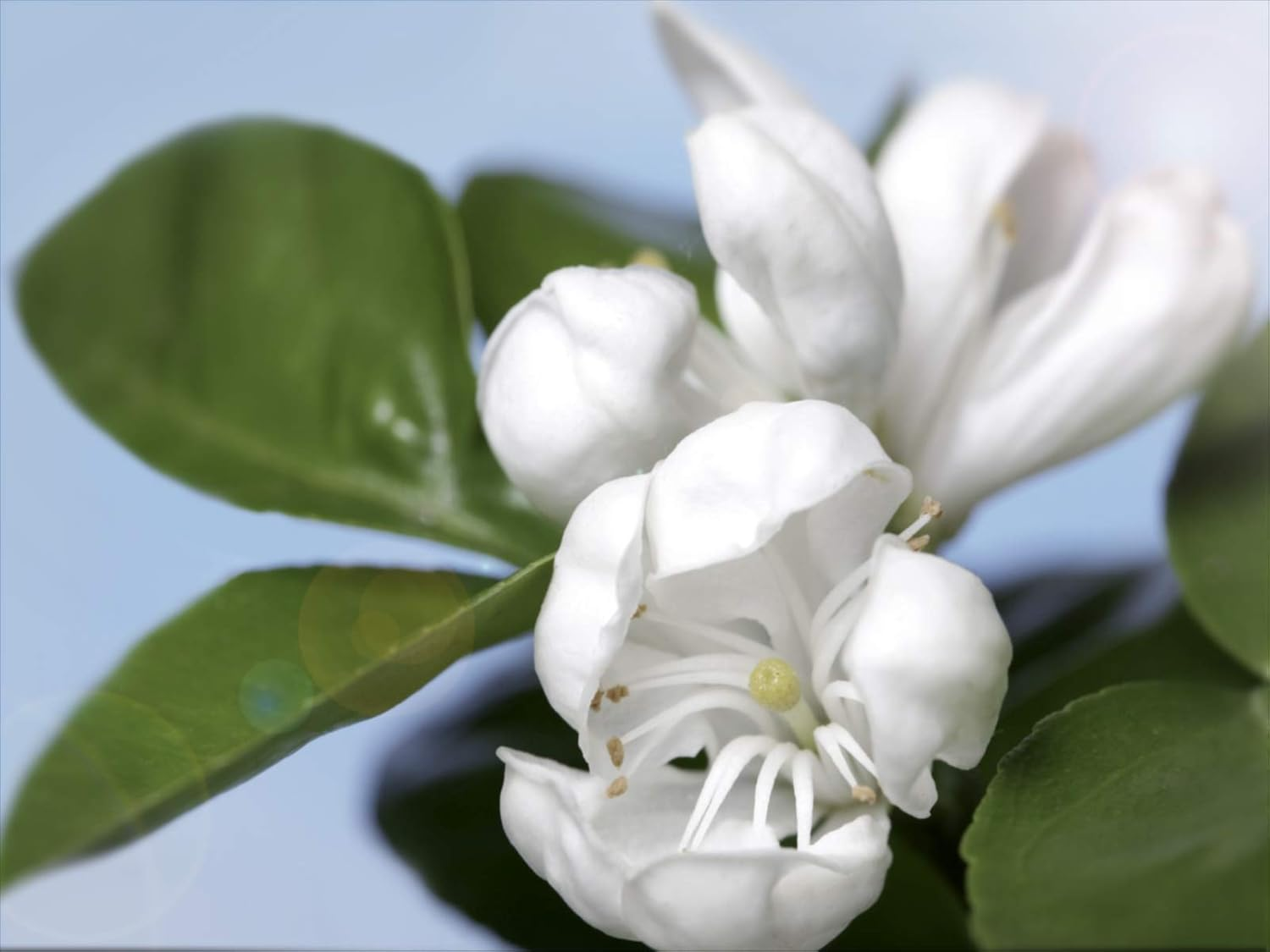 Alyson Oldoini Oranger Moi by Alyson Oldoini