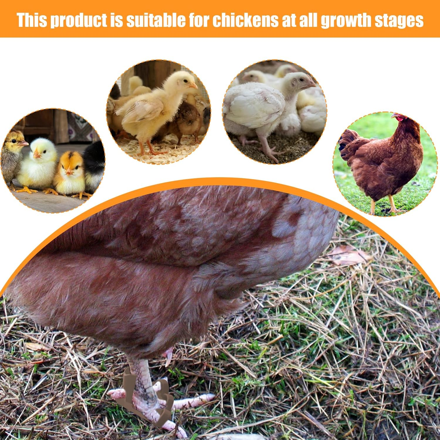 6 Sizes Chicken Leg Splint for Chickens at Different Stages of Growth Chicken Splint for Chicken Foot Fractures, Curled Toes, Osteoarthritis and the Treatment of Plantar Warts. image number 2