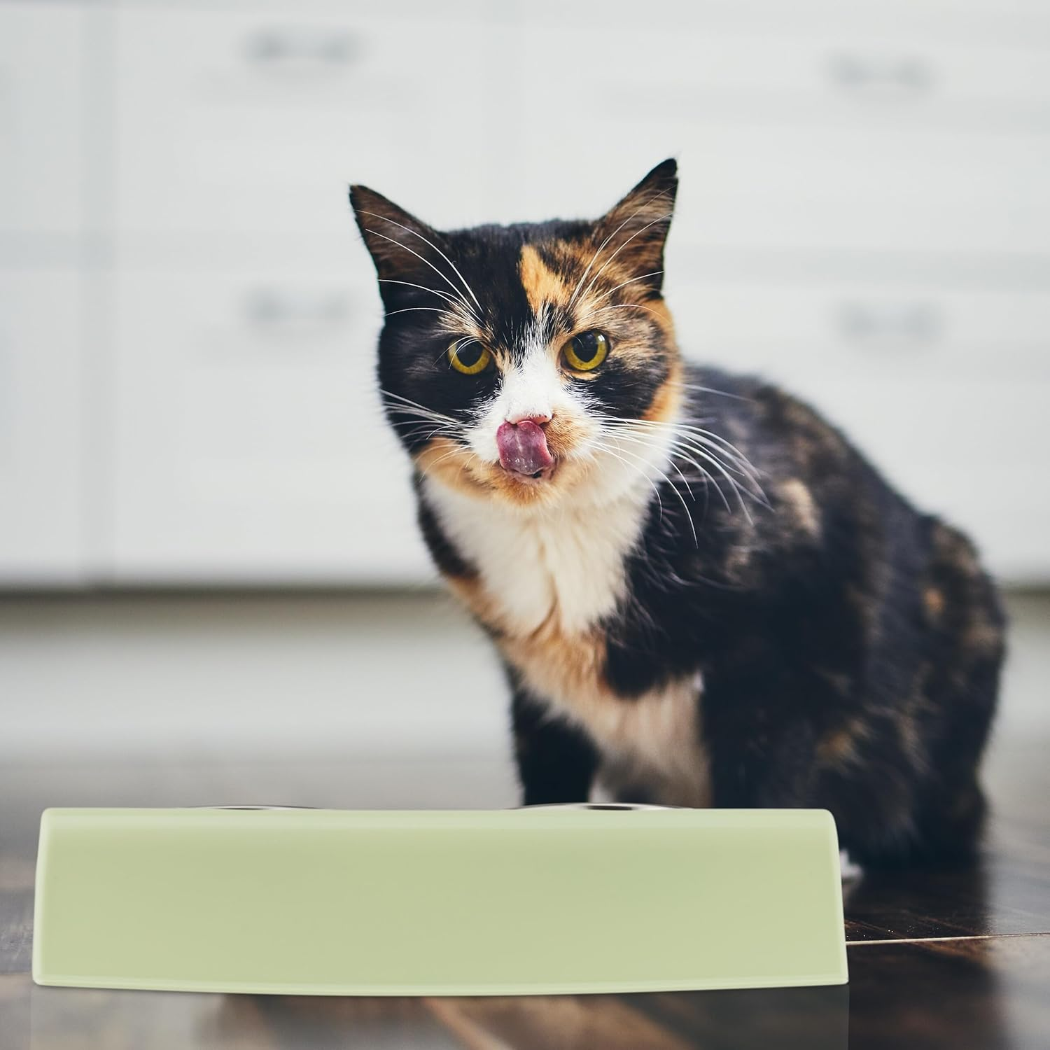 Relaxdays Double Bowl, 2 Feeding Bowls, 150 Ml, Cat Feeding Bowl Set, Raised Water Bowl, H X W X D 6.5 X 29 X 19 Cm, Green/Silver image number 4