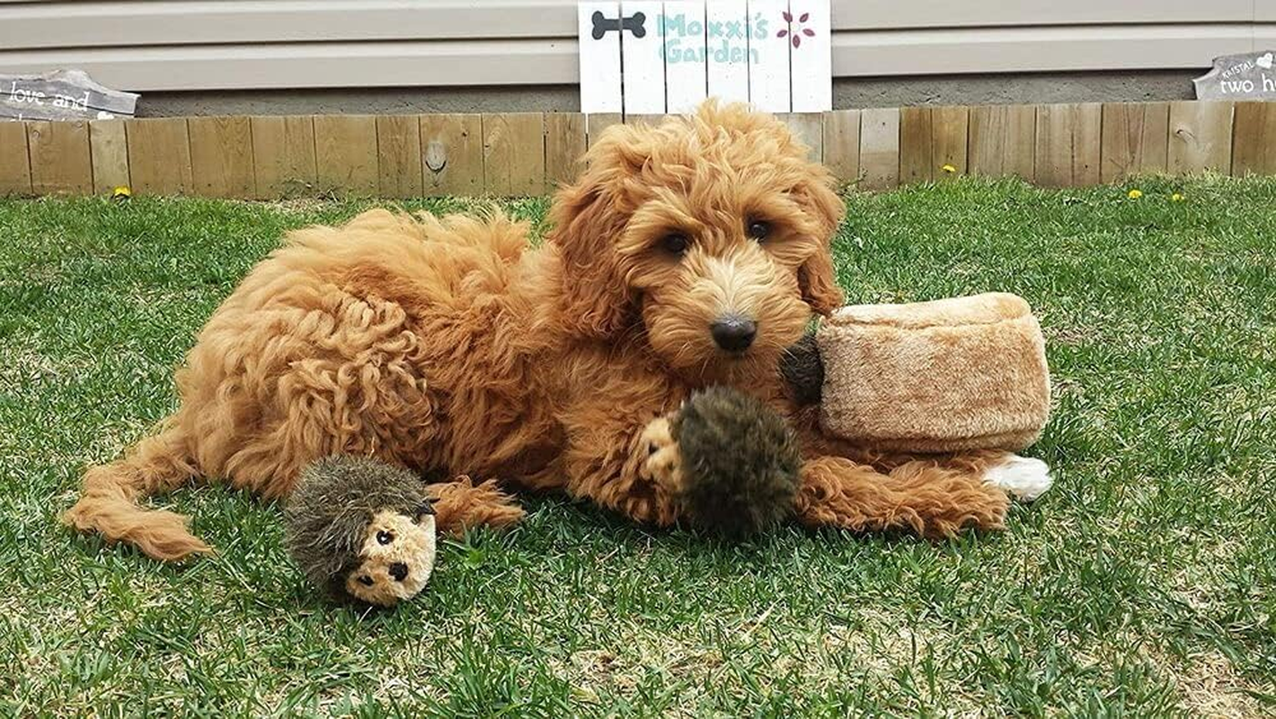 Zippy Paws Plush Dog Squeaker Toy, 3 Count image number 4