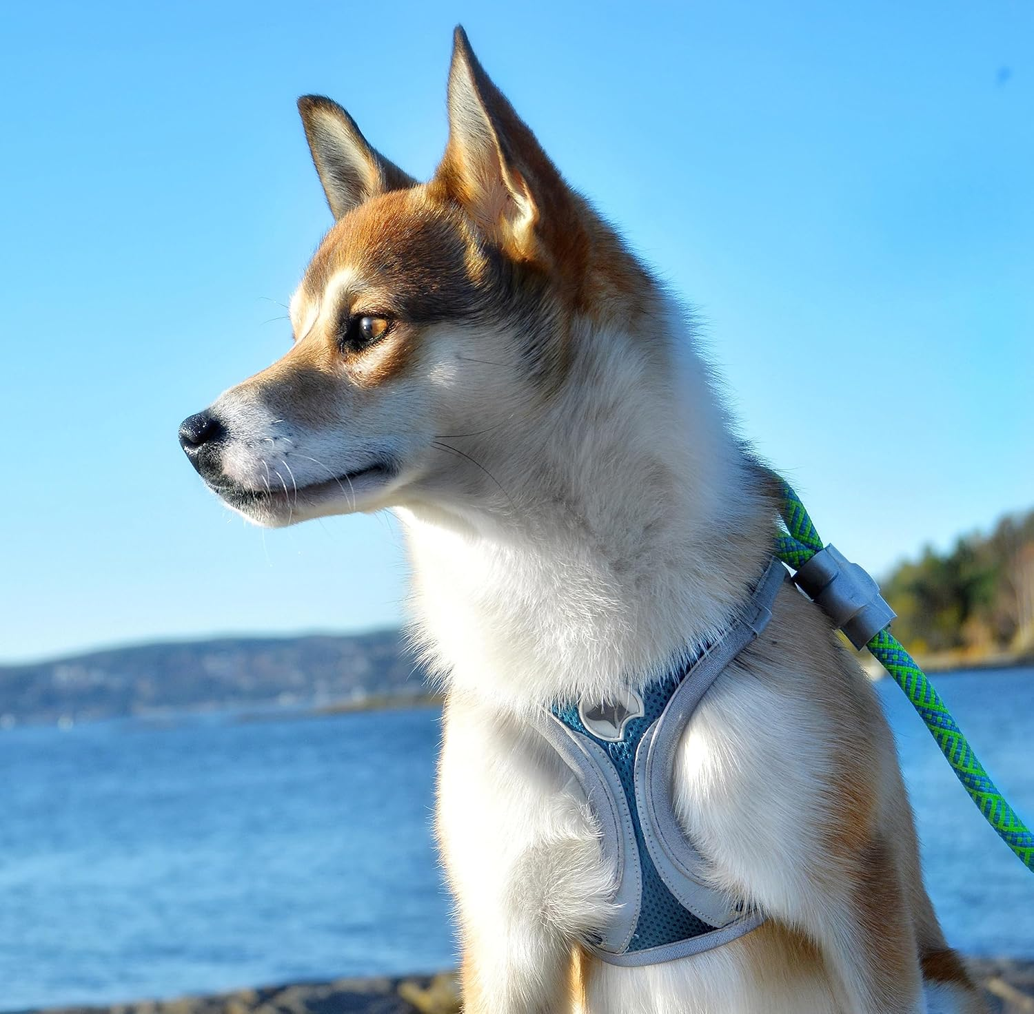 Croci Hiking Reflective Leopard S - 222G image number 6