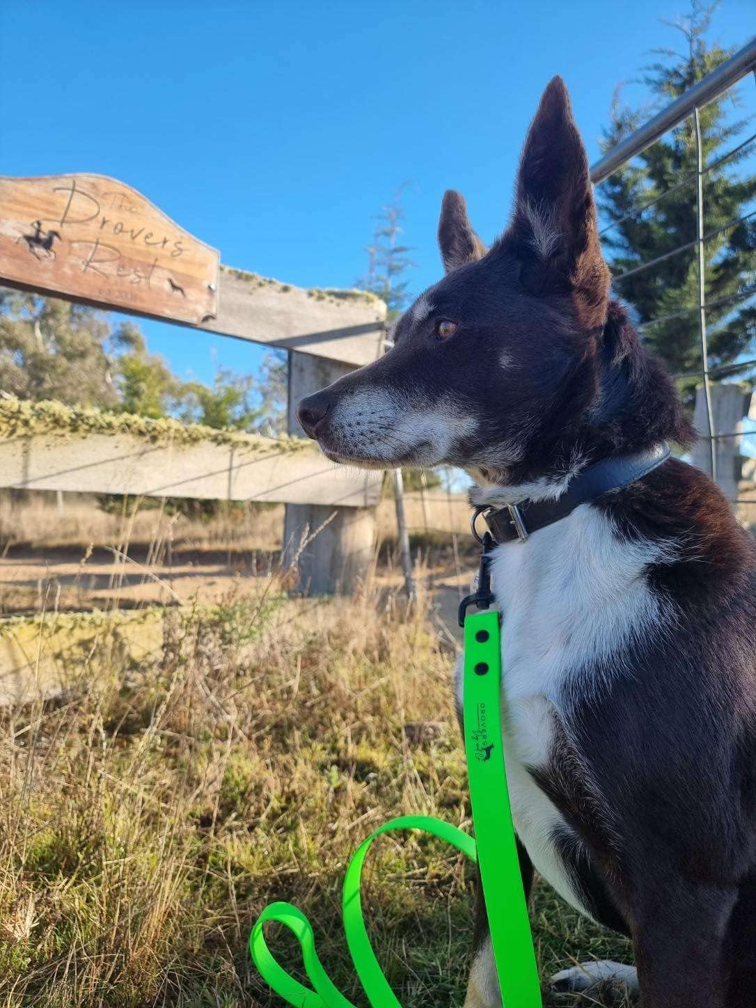 DROVERS Dog and Co Super Tuff Dog Lead - Stink Proof - Easy Clean - Extra Strong (Green) image number 2