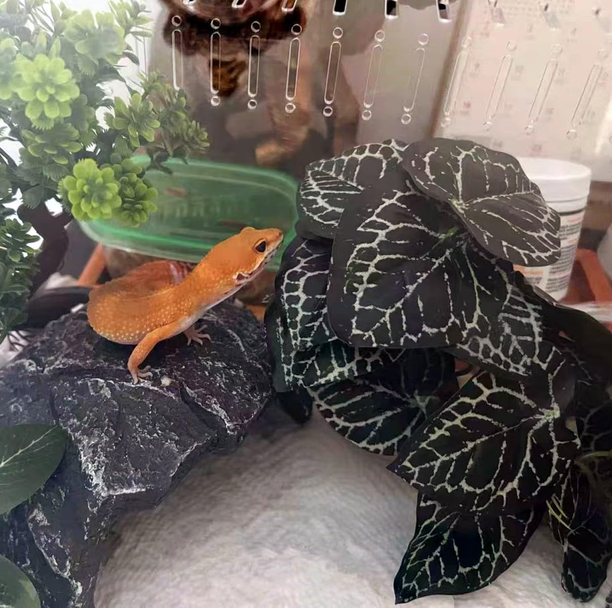 Reptile Plants,Terrarium Decor,Amphibian Habitat Decor,Artificial Plants for Gecko Chameleon Snake Tortoise Tank Accessories with Base（Anthurium Crystallinum） - Alocasia image number 7