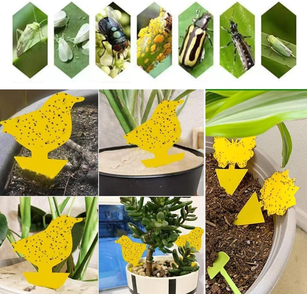 Sticky Fly Traps,Plant Fly Stickers,Caasfooy 100Pcs Flying Insects Traps,Sticky Bug Traps Fungus Traps for Plants Kitchen Indoor and Outdoor,Mosquitos, Dual-Sided Yellow Insect Catcher image number 3